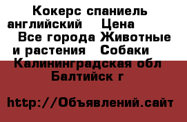 Кокерс спаниель английский  › Цена ­ 4 500 - Все города Животные и растения » Собаки   . Калининградская обл.,Балтийск г.